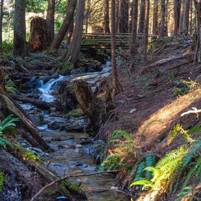 Forest Haven Hideaway Roberts Creek エクステリア 写真